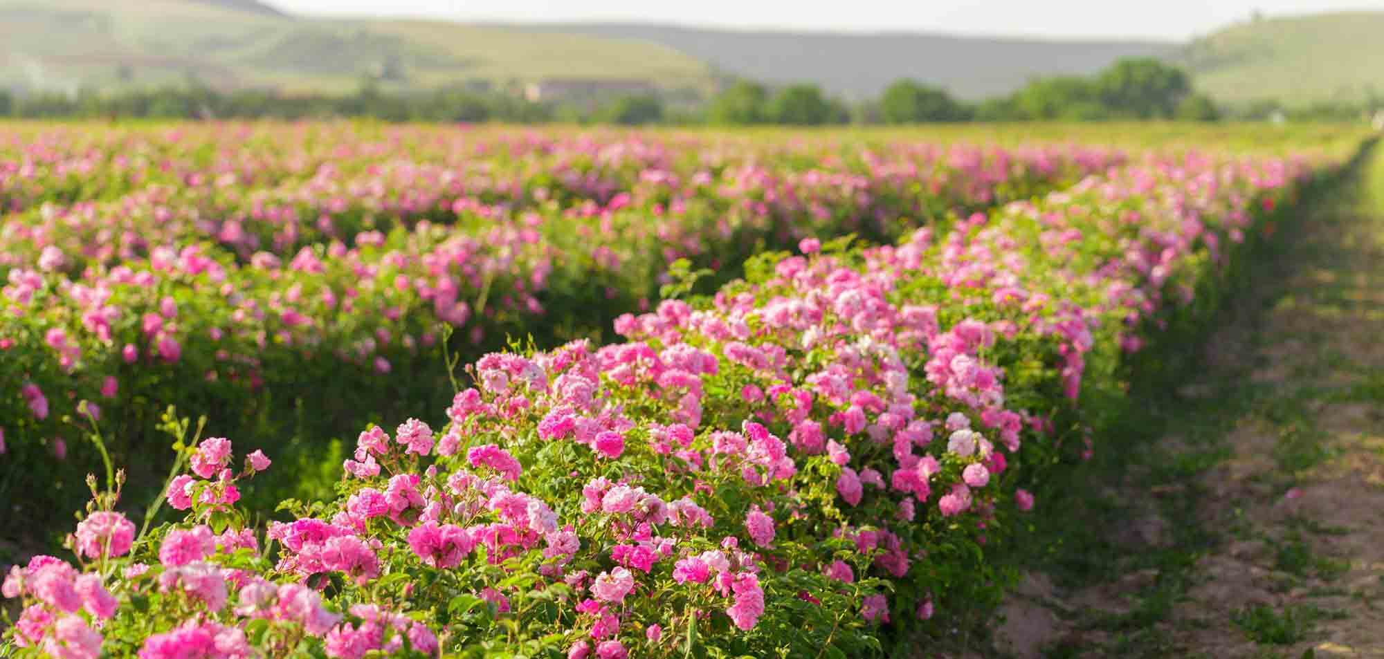 A field of pink flowers with mountains in the background.