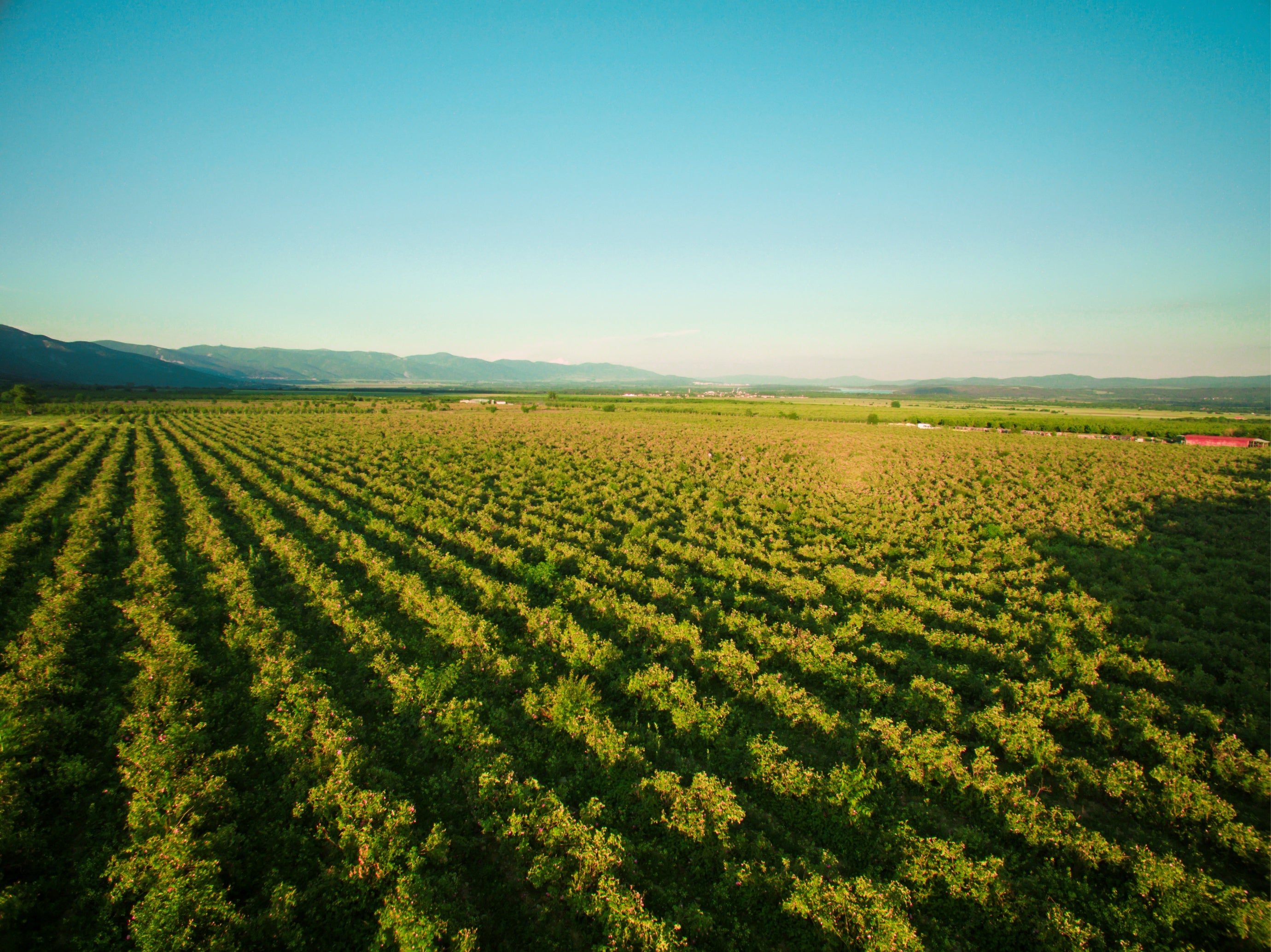 An aerial view of a vineyard field.