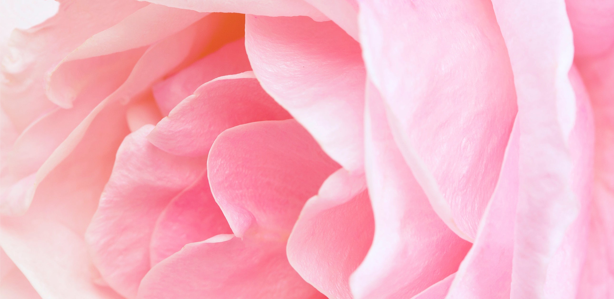 A close up image of a pink rose.
