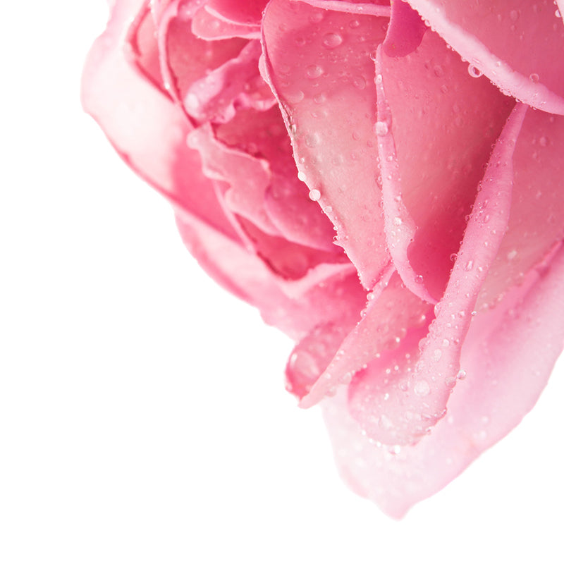 A pink rose with water droplets on a white background.