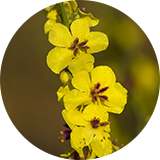A close up of yellow flowers on a stem.