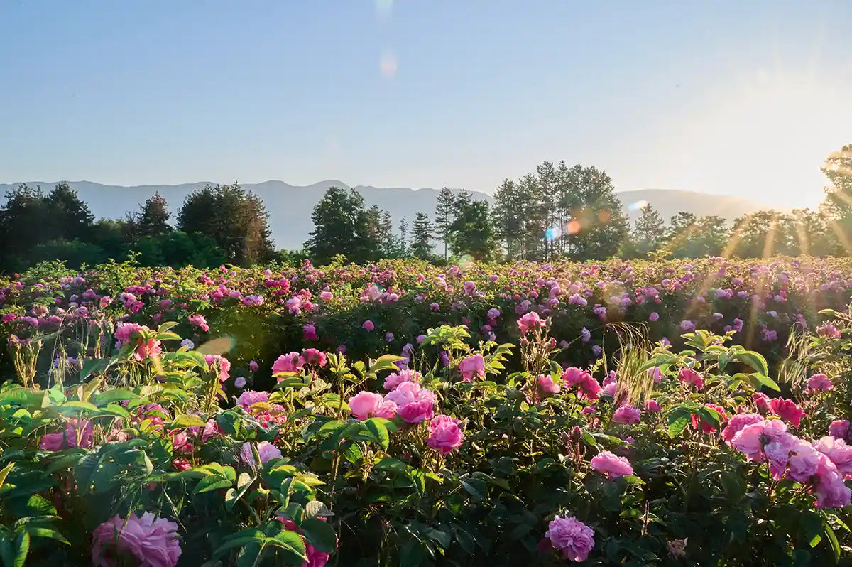where is the bulgarian rose valley