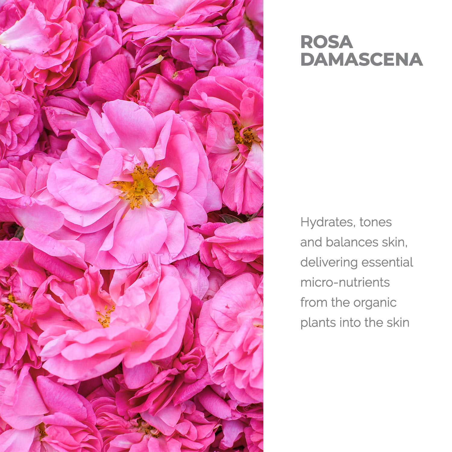 Rosa damascena, also known as rosa damascen, is a captivating flower that is renowned for its skincare benefits. This delicate blossom is a key ingredient in Alteya Organics' Organic Bulgarian Rose Water - 8.5 Fl Oz, which provides