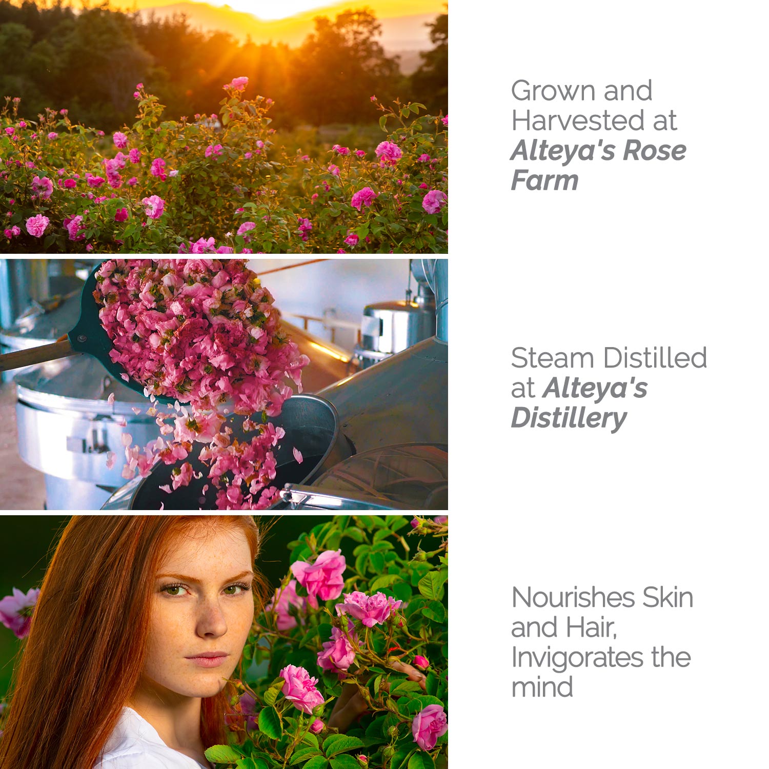 A photo of a woman surrounded by vibrant roses in a field, promoting hydration and healthy skin with the use of Alteya Organics Bulgarian Organic Rose Water - 3.4 Fl Oz Spray.
