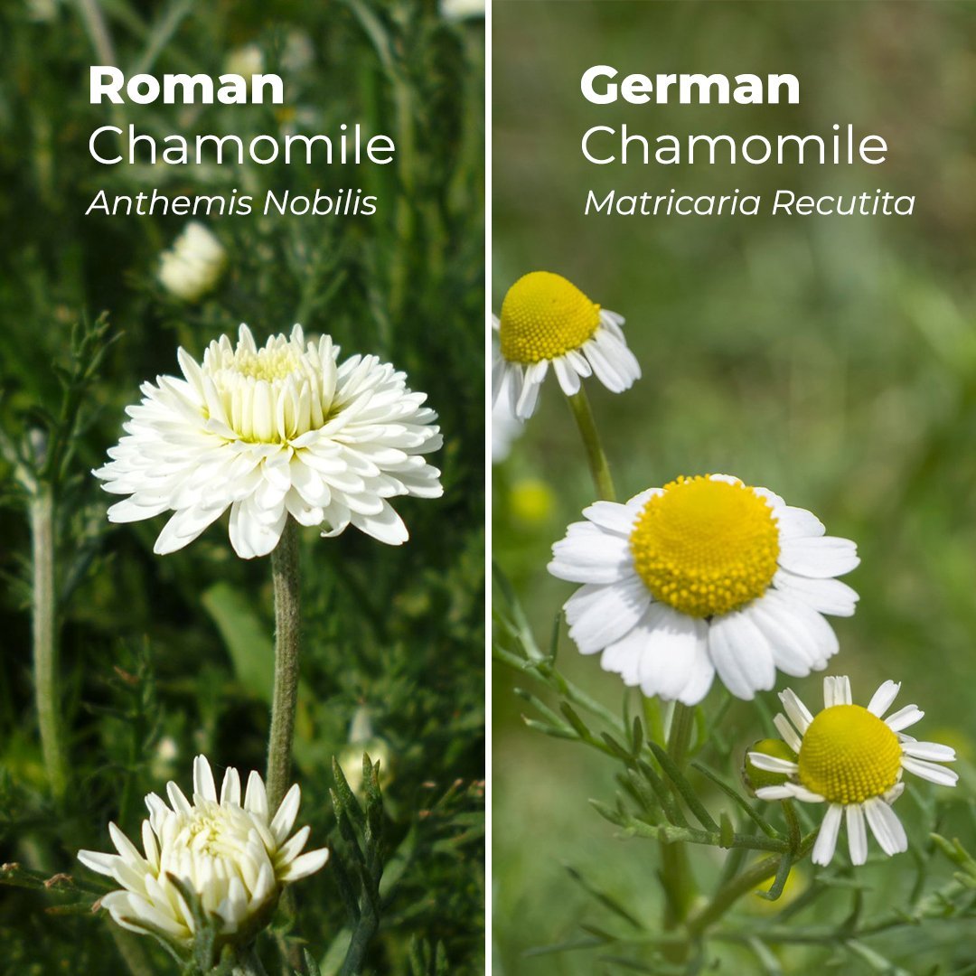 Alteya Organics Chamomile Flowers are two varieties of the chamomile plant that are popularly used for their healing properties. These aromatic flowers can be infused to make a soothing and calming tea.