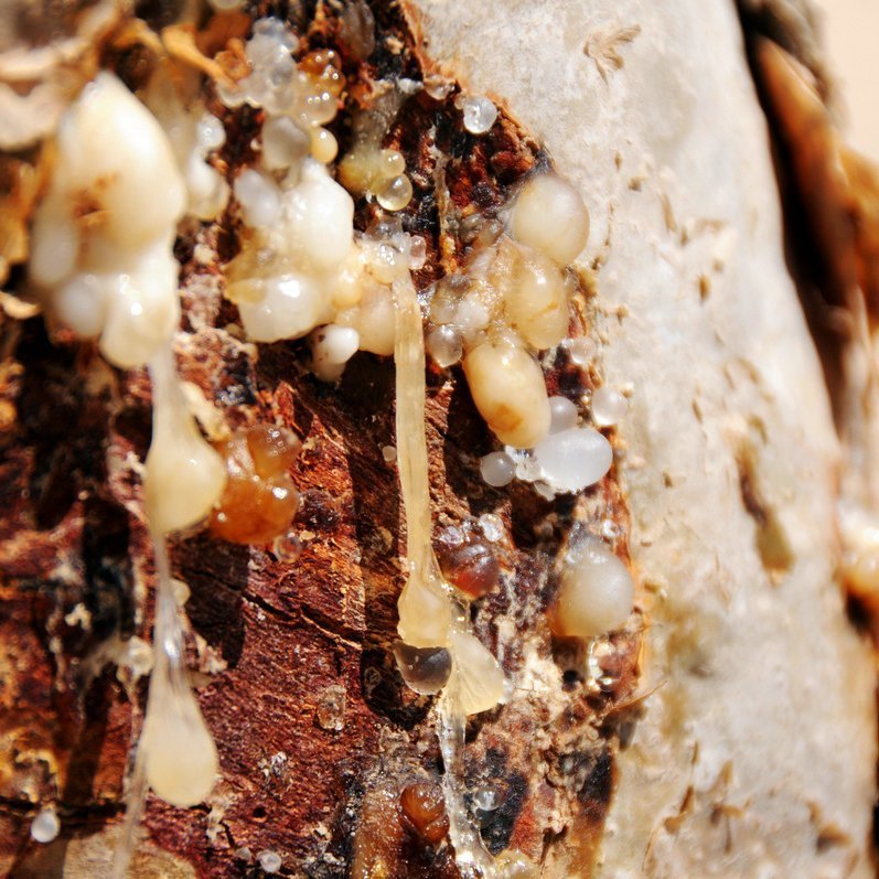 A close up of a tree with a lot of fungus on it, showcasing the natural growth and diversity of the ecosystem, featuring Alteya Organics' Frankincense (Boswellia Serrata) Essential Oil.